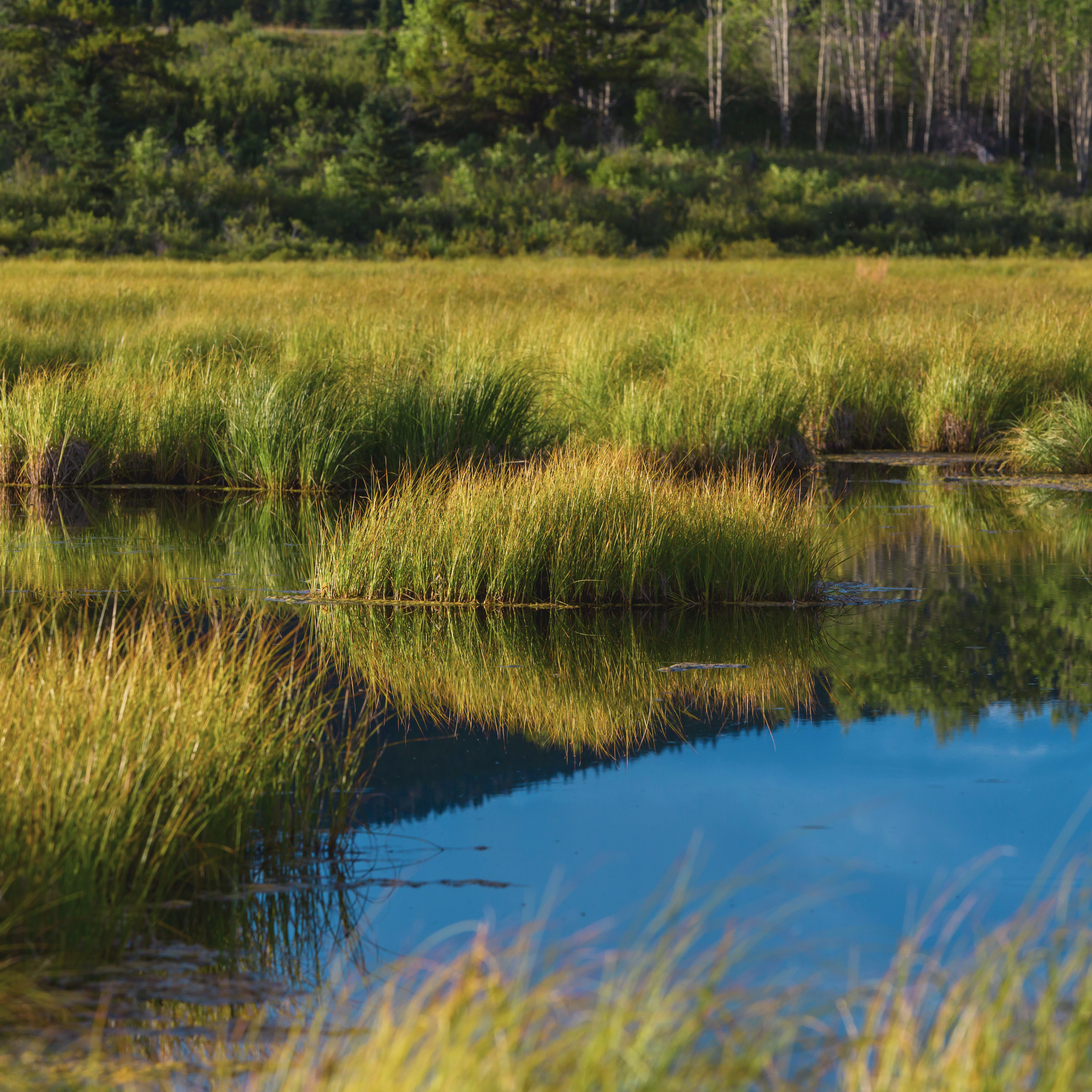 Wetland landscape